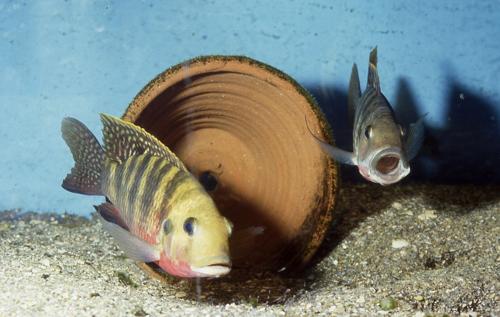 תמונה של שני דגים באקווריום